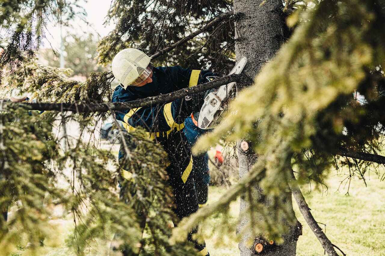 Best Arborist Services Near Me  in Wolf Lake, MI